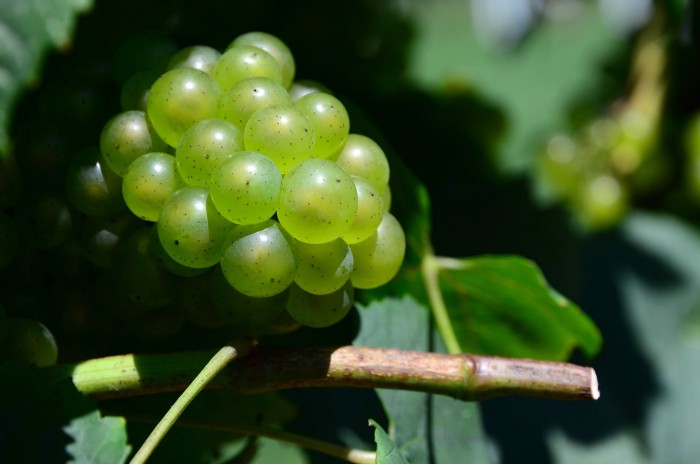 Chardonnay Grapes at Working Dog Winery, by slgckgc, licensed CC BY 2.0 https://www.flickr.com/photos/slgc/9582907983/