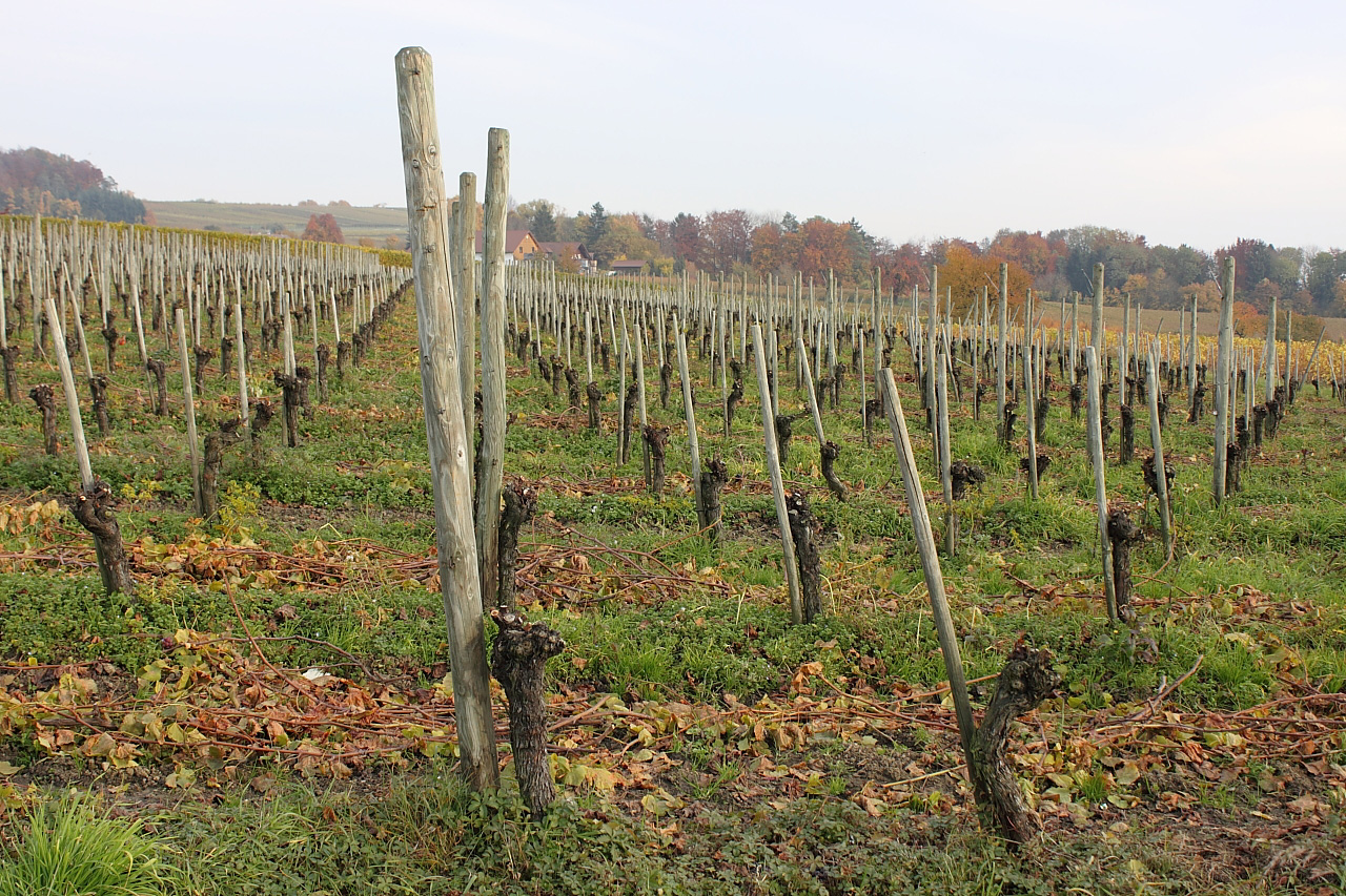 pruned back vines