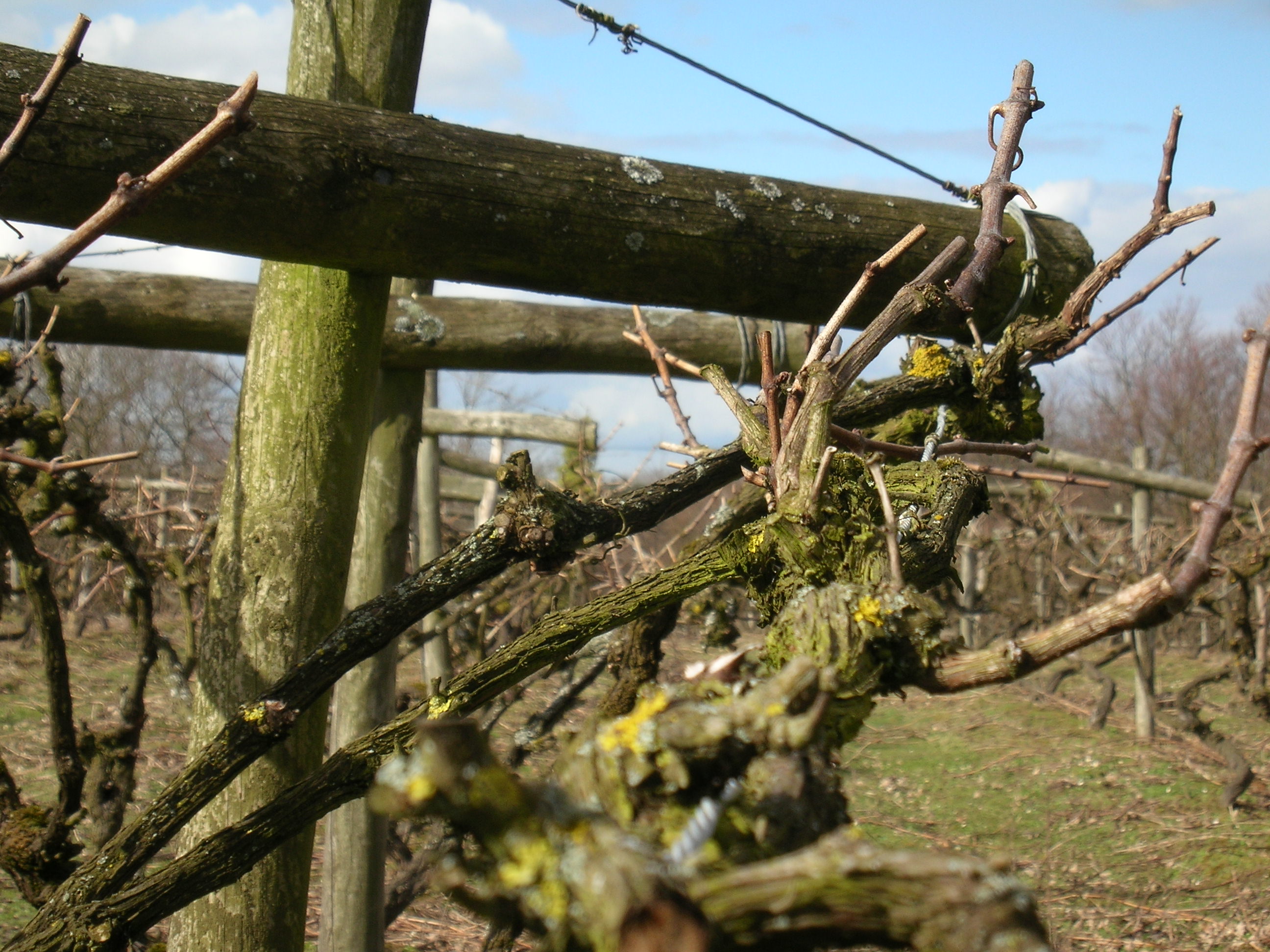 Carr Taylor vines