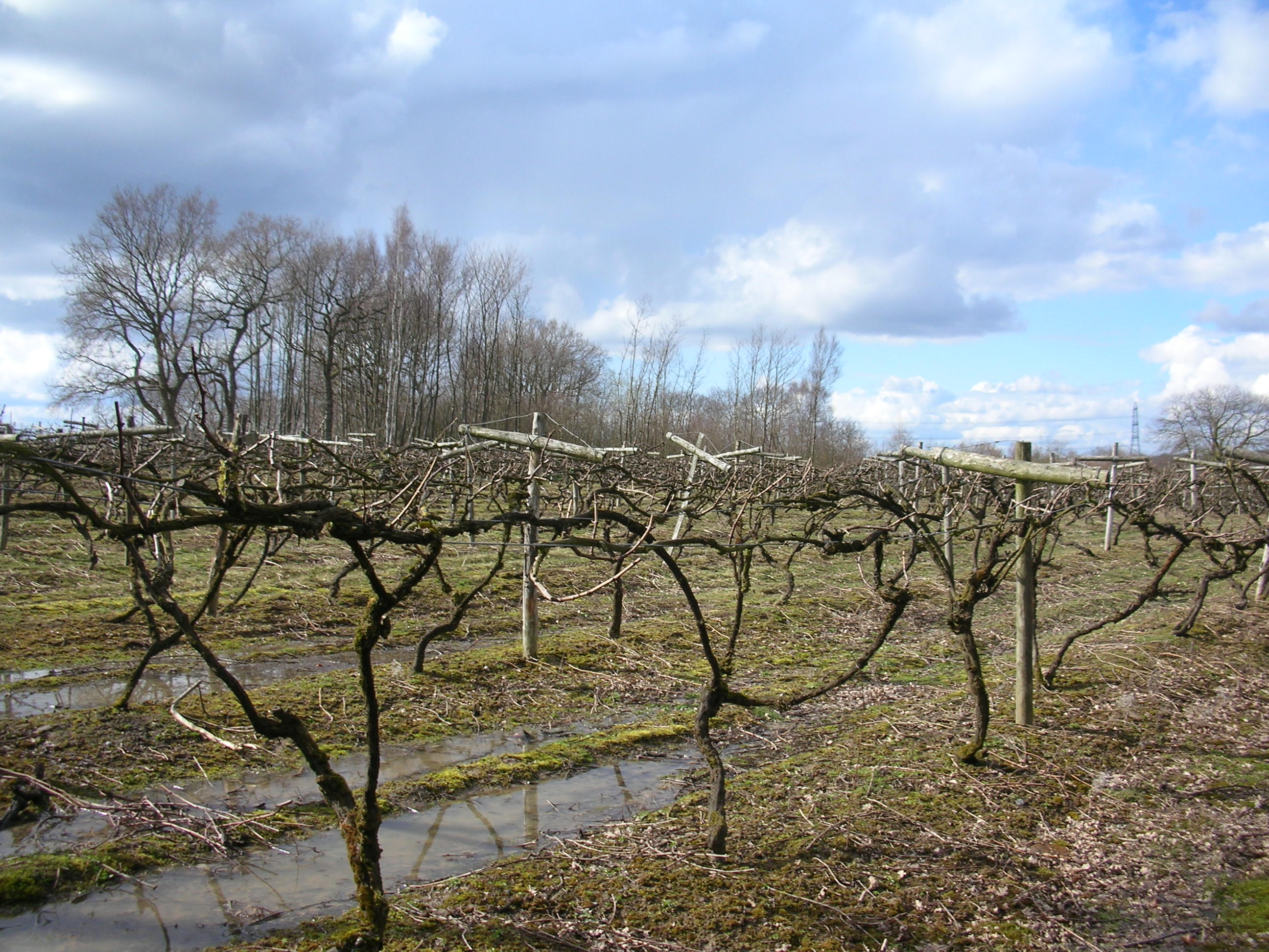 Carr Taylor vineyard