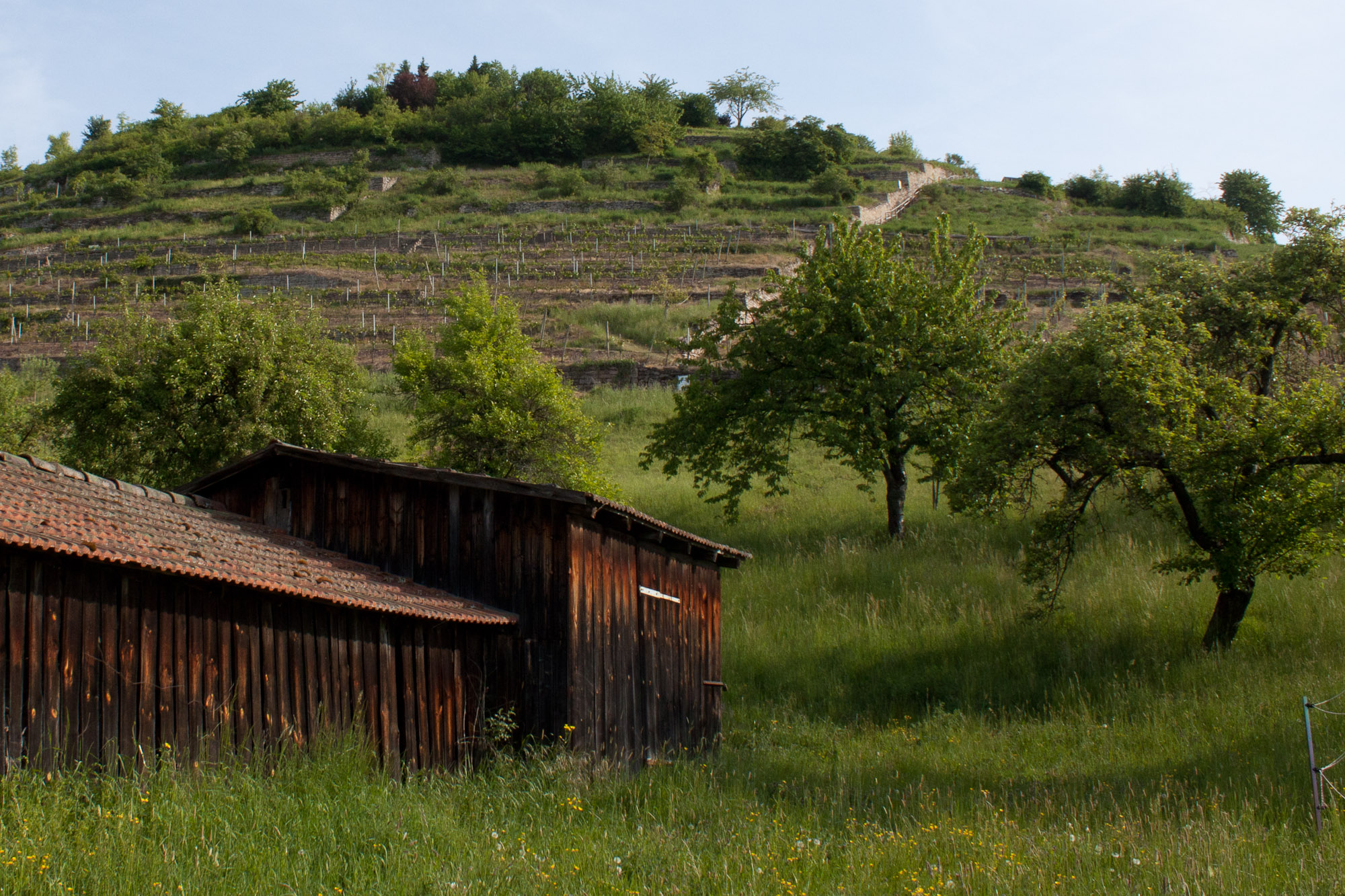 the Geigersberg vineyard from below