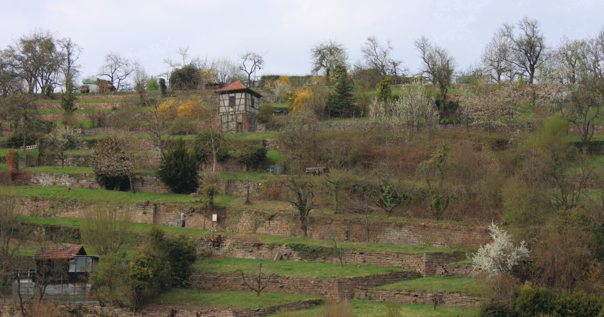 Former vineyard terraces near Maulbronn 