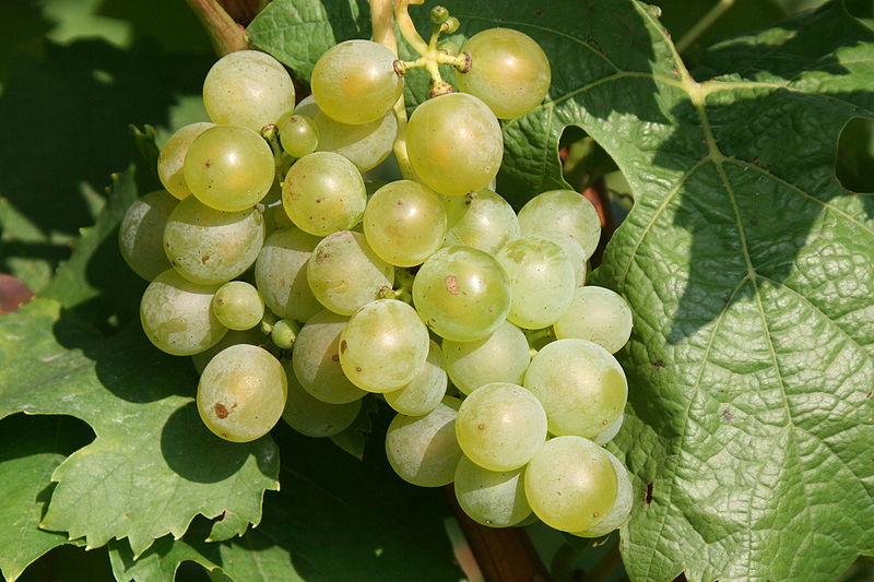 Müller-Thurgau grapes