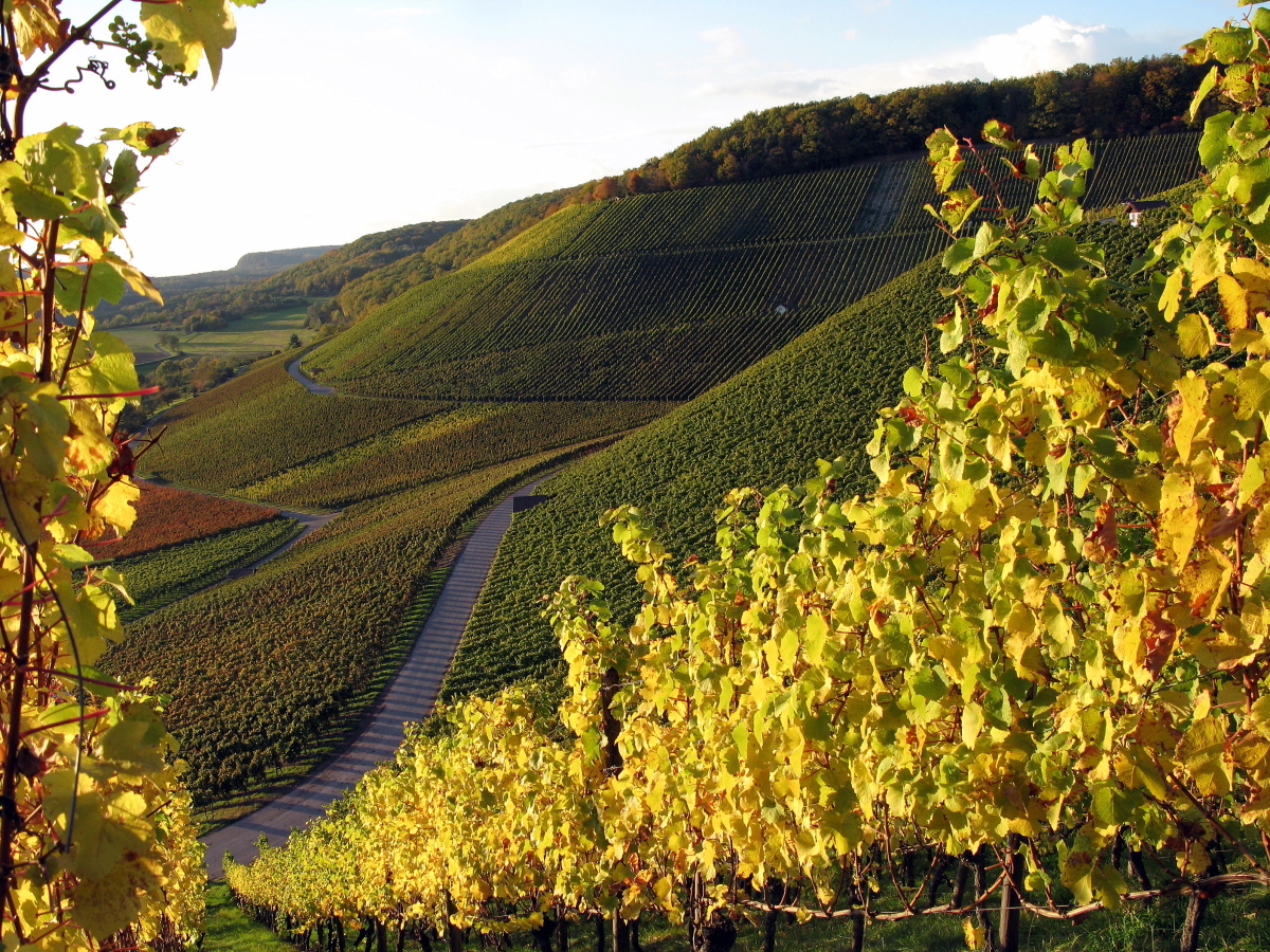 A Stromberg vineyard. Photo by (c) Rudi Thalhäuser