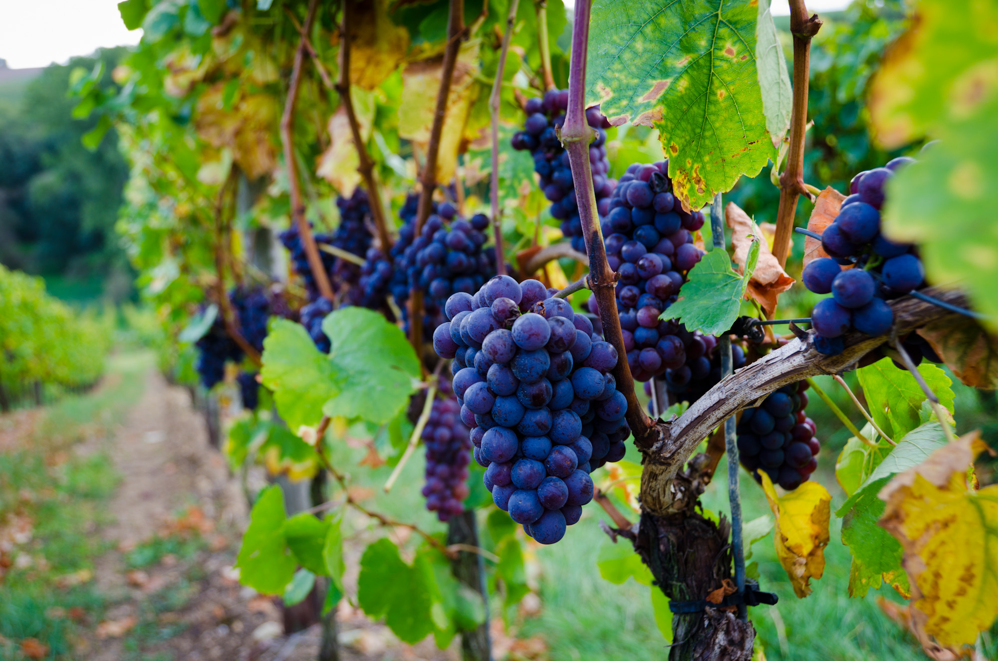 October grapes