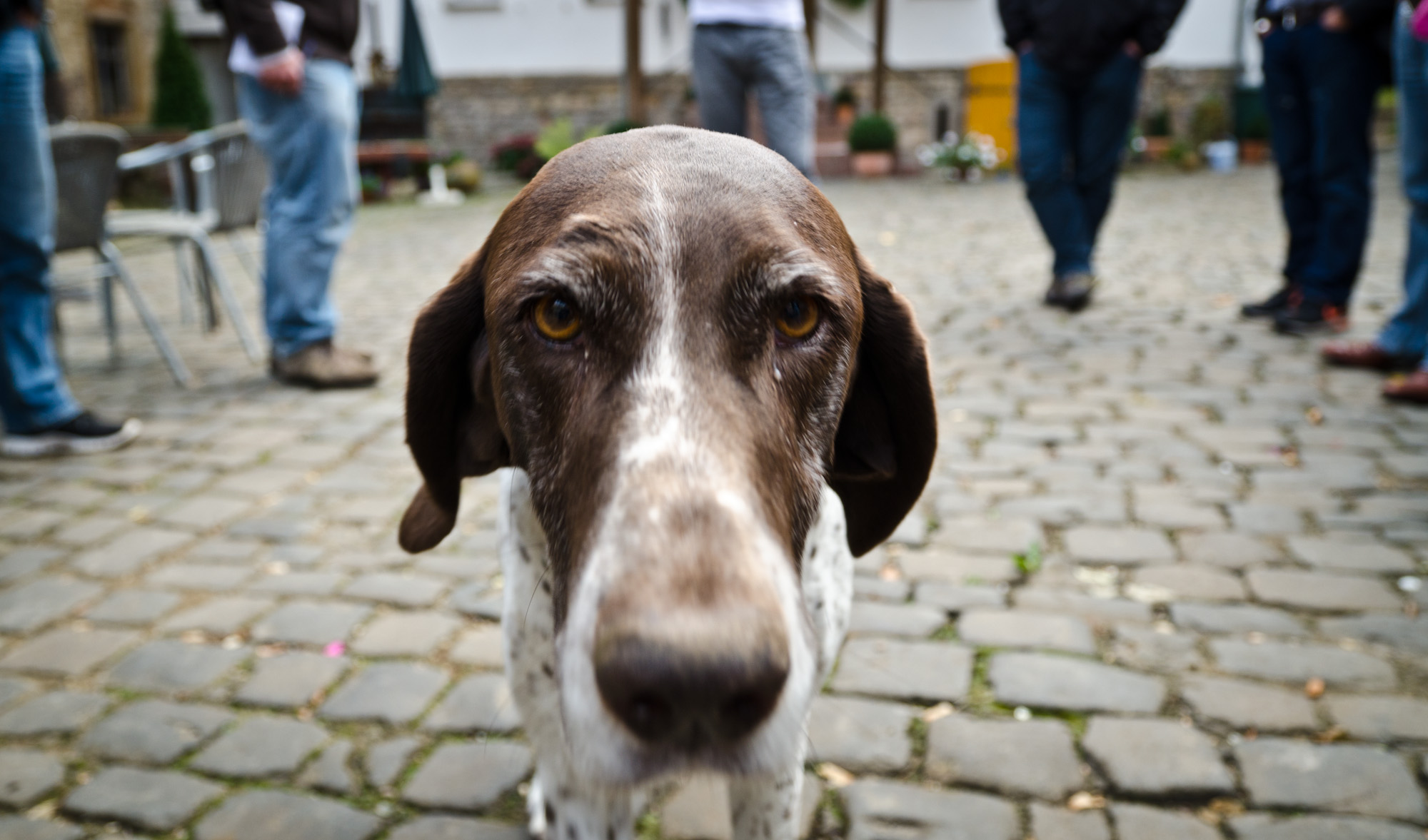 dreams, destiny and obsession - the winery dog has seen it all