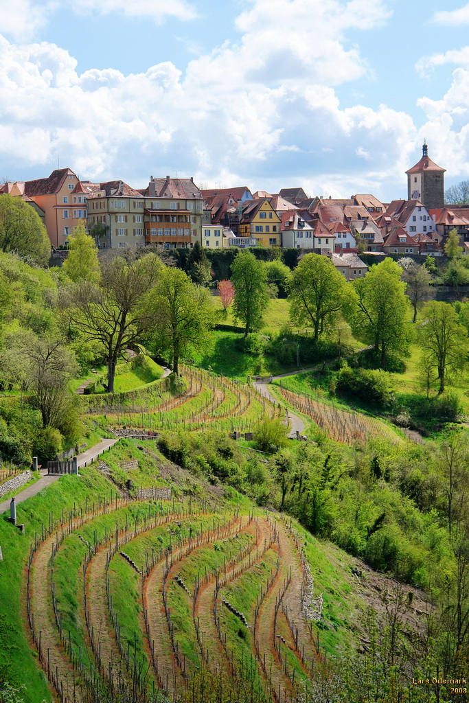 Vineyards beneath the city walls of Rothenburg.