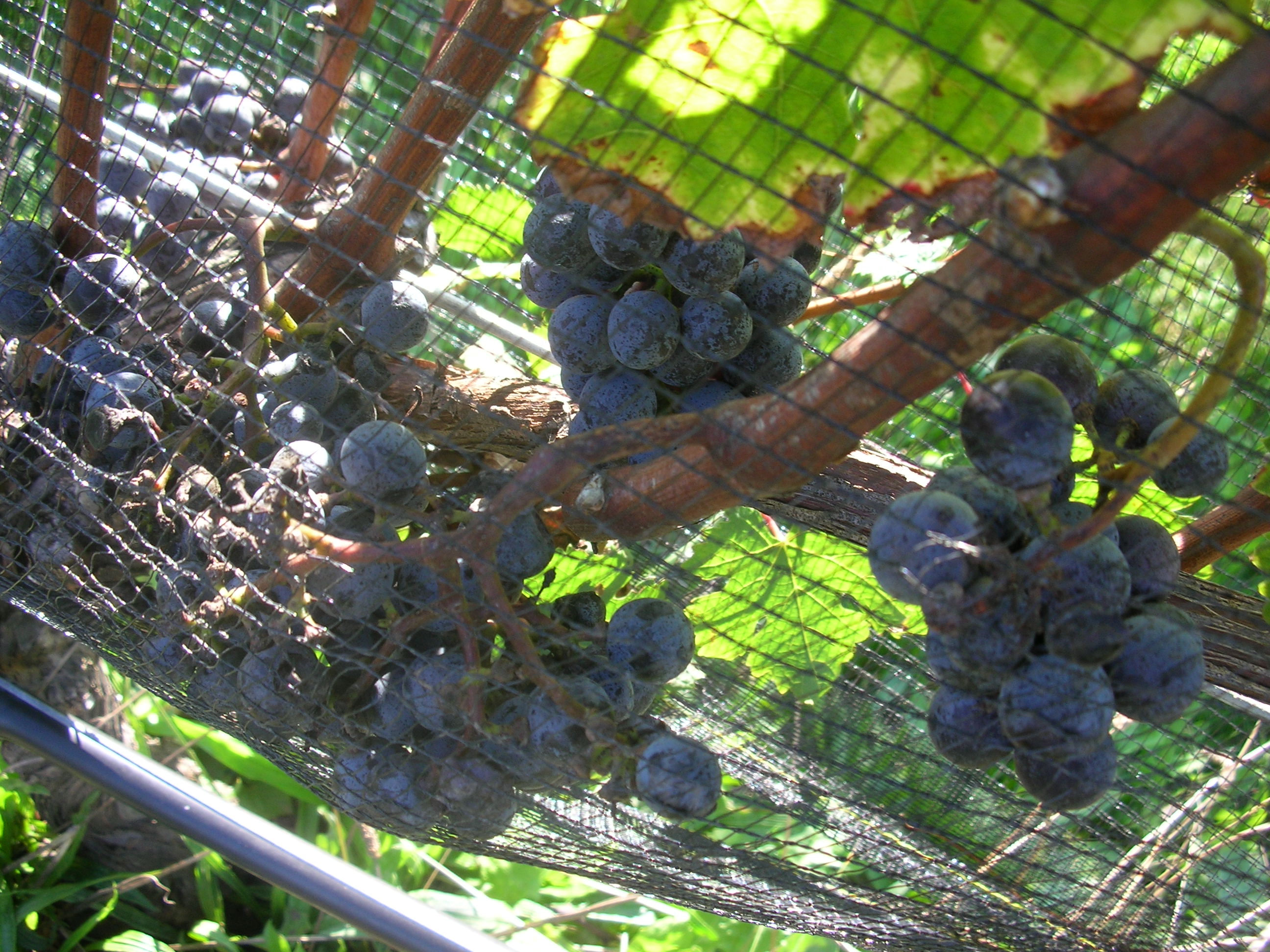 2010 Merlot awaiting the harvest