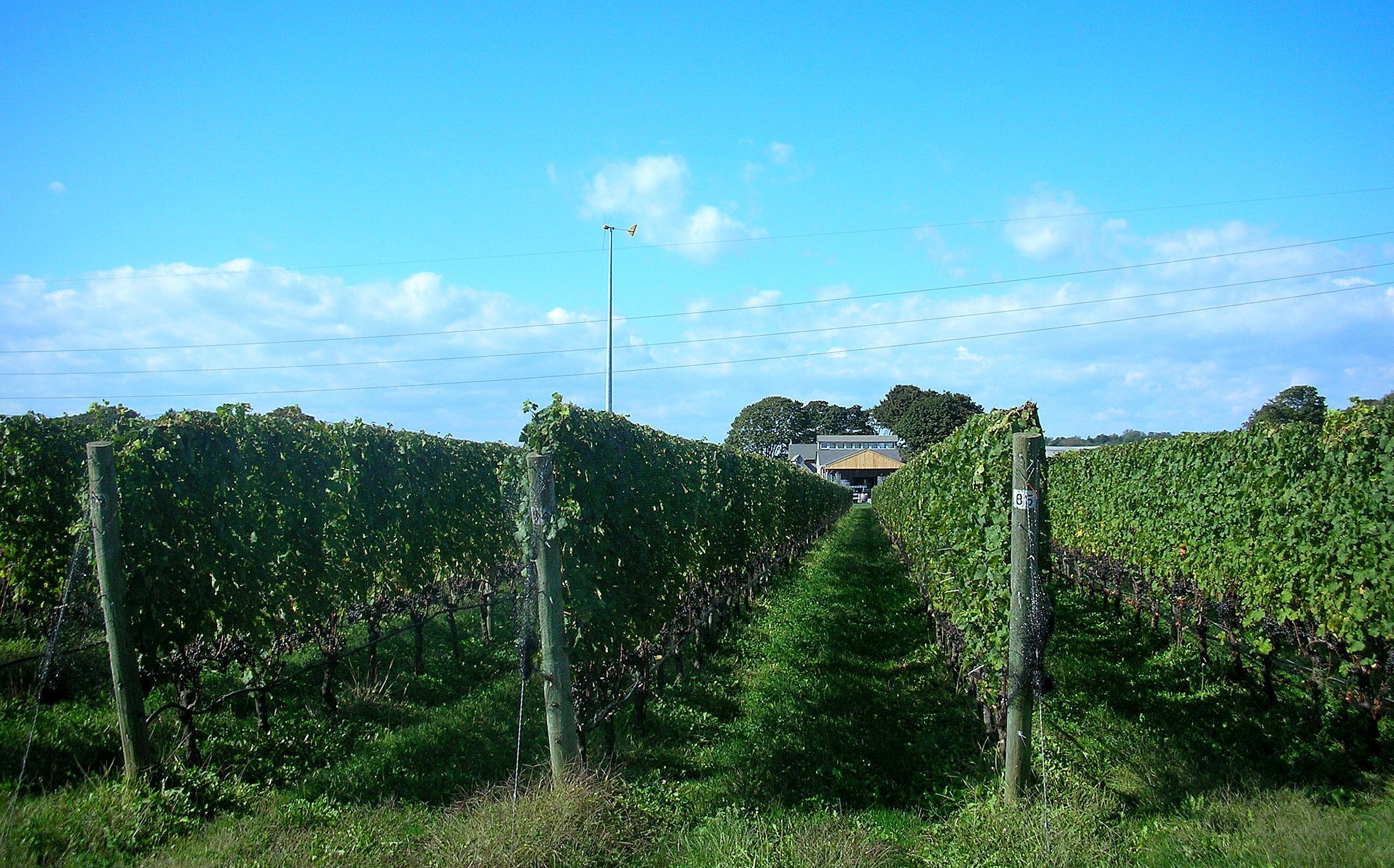 Shinn winery and vines