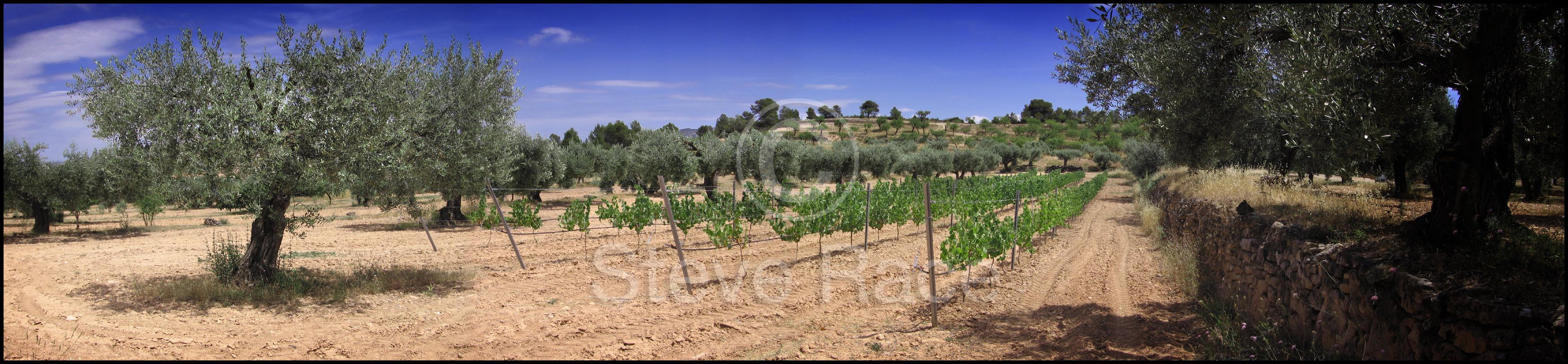 Camp d'Estrelles Vineyard