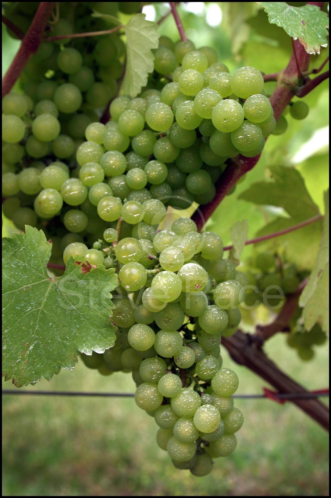 Madeleine Sylvaner grapes