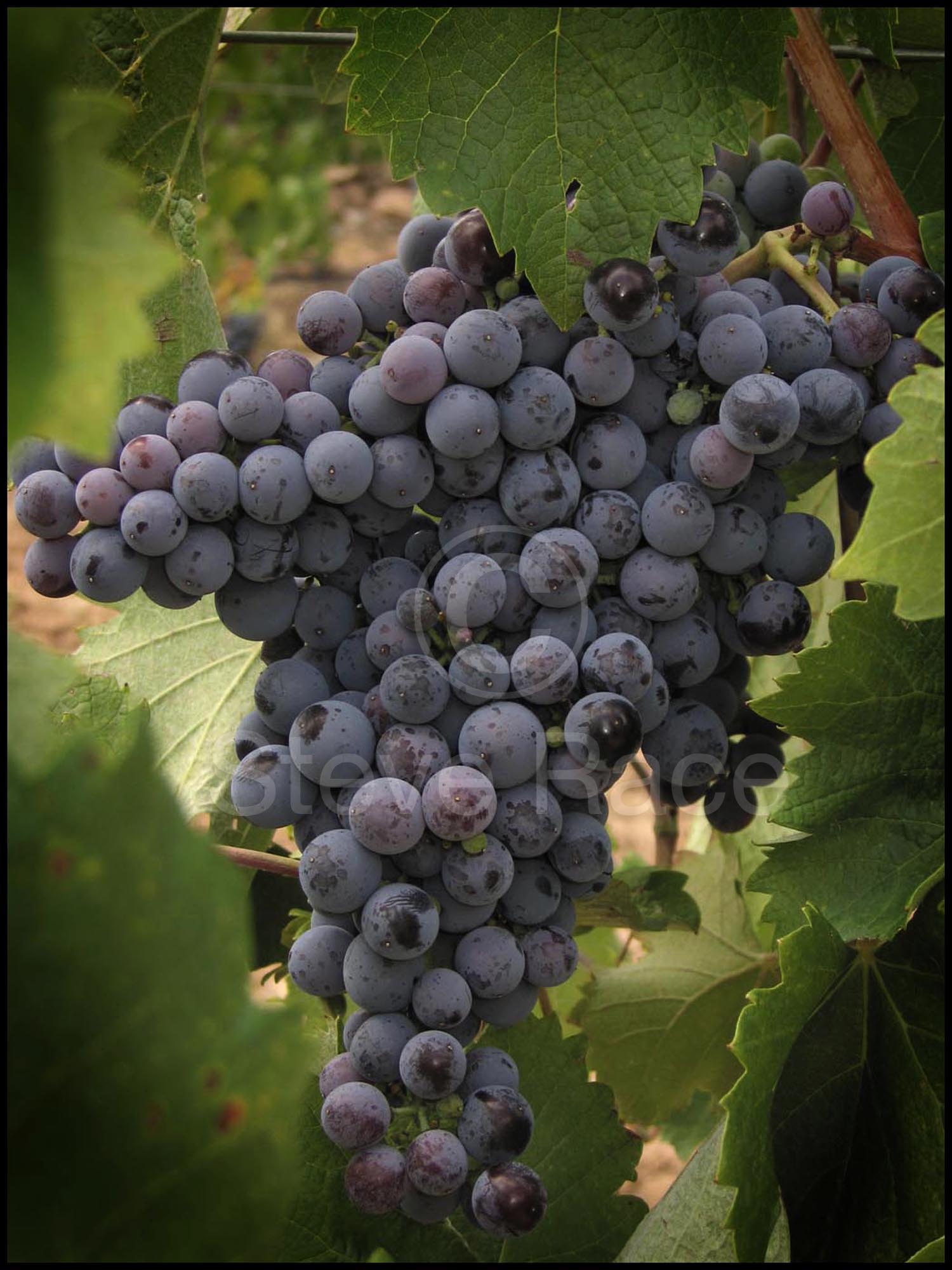 Mourvedre grapes