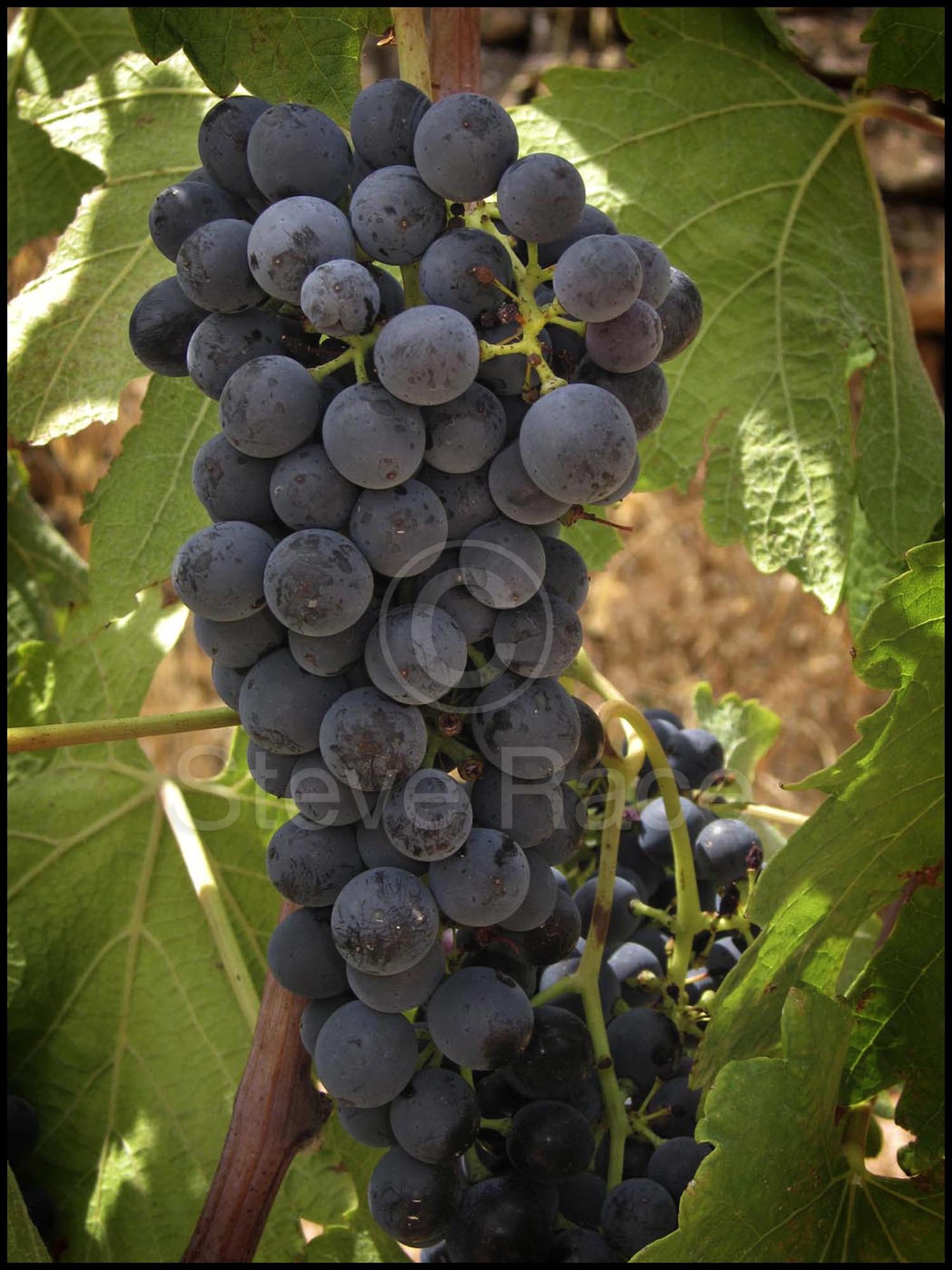 Syrah grapes