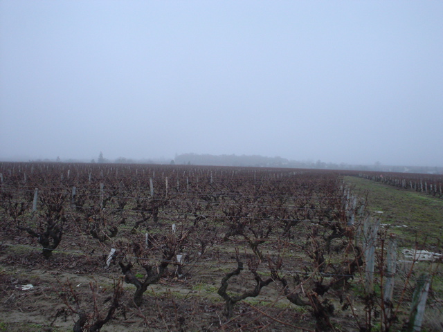 Vouvray vineyards looking suitably gloomy