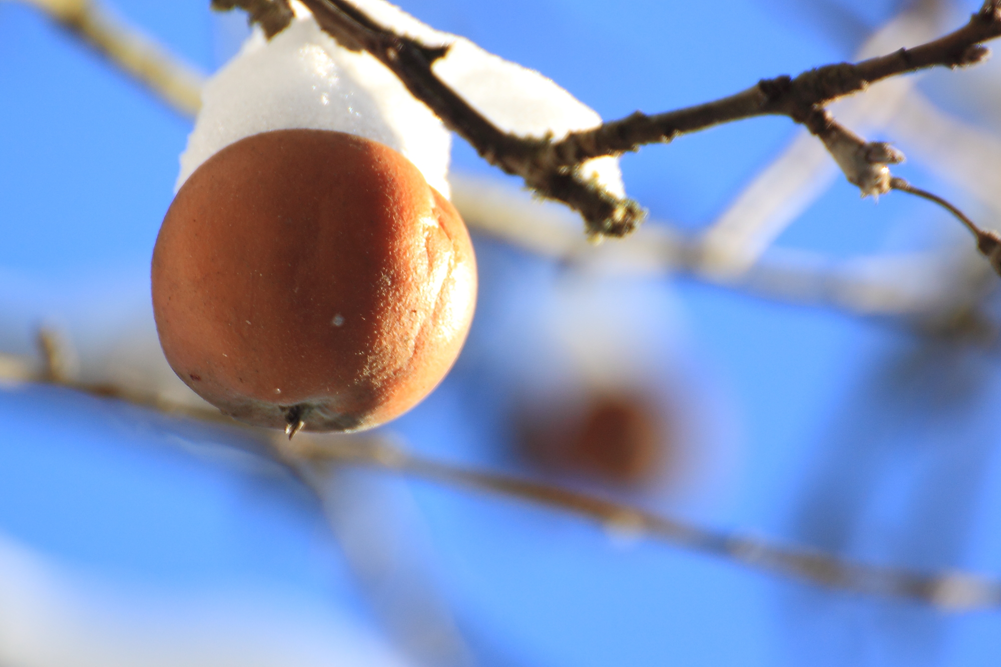 New year's eve. Time to sort the best apples from the merely good ones